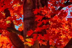 Tree On Fire